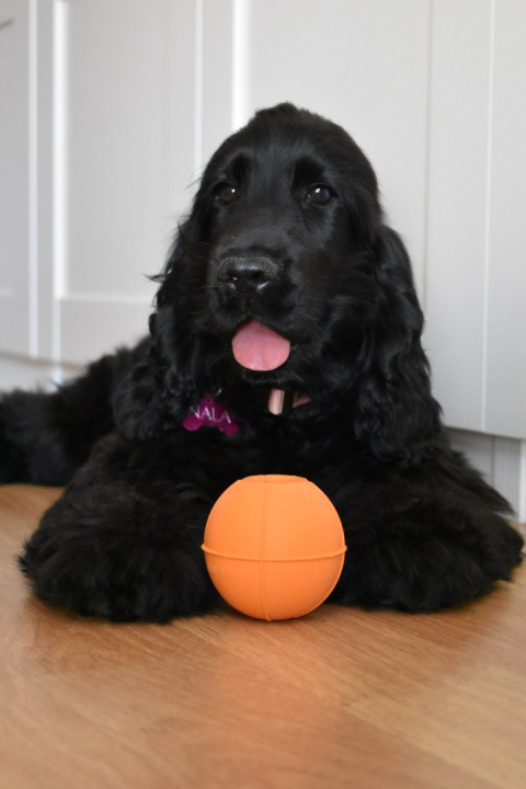 RUCAN BALL Medium Orange - średnio twarda, pomarańczowa PIŁKA na przysmaki dla psa RUCAN BALL Medium Orange - średnio twarda, pomarańczowa PIŁKA na przysmaki dla psa