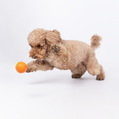 RUCAN BALL Medium Orange - średnio twarda, pomarańczowa PIŁKA na przysmaki dla psa RUCAN BALL Medium Orange - średnio twarda, pomarańczowa PIŁKA na przysmaki dla psa