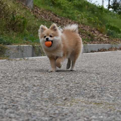 RUCAN BALL Small Orange - średnio twarda, pomarańczowa PIŁKA na przysmaki dla psa RUCAN BALL Small Orange - średnio twarda, pomarańczowa PIŁKA na przysmaki dla psa