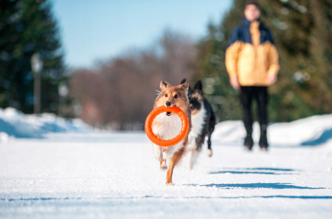Ring dla małego psa Puller PitchDog 17' Pomarańczowy Ring dla małego psa Puller PitchDog 17' Pomarańczowy