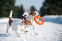 Ring dla małego psa Puller PitchDog 17' Pomarańczowy