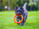 Ring dla małego psa Puller PitchDog 17' Pomarańczowy