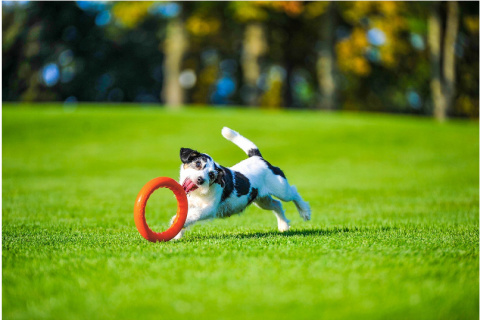 Ring dla małego psa Puller PitchDog 17' Pomarańczowy Ring dla małego psa Puller PitchDog 17' Pomarańczowy