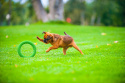 Ring dla małego psa Puller PitchDog 17' Zielony