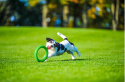 Ring dla małego psa Puller PitchDog 17' Zielony