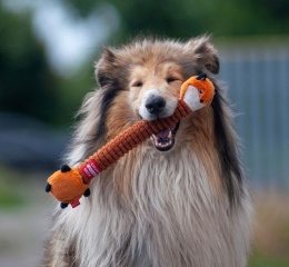 WAUDOG Fun Crunchy LIS Zabawka z piszczałką dla psa 37 cm