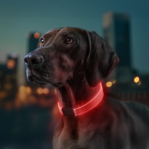 WAUDOG Obroża z podświetleniem LED dla psa, RGB, USB-C regulowana, do 60 cm WAUDOG Obroża z podświetleniem LED dla psa, RGB, USB-C regulowana, do 60 cm