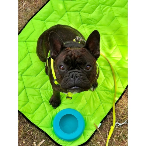 Collar Waudog Miska niewysypka dla psa Silicone 1l -niebieska