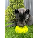 Collar Waudog Miska niewysypka dla psa Silicone 750 ml - żółta