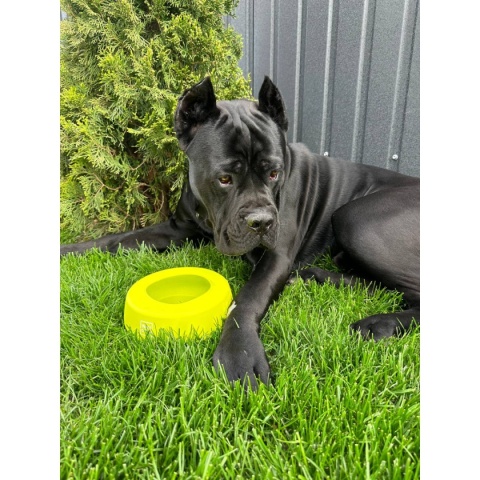 Collar Waudog Miska niewysypka dla psa Silicone 750 ml - żółta