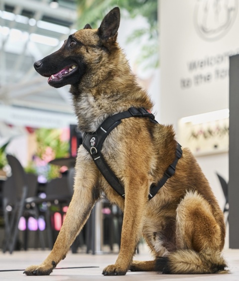 Szelki dla psa TRE PONTI Harmonia Czarne z odblaskiem L bez metki