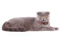 WAUDOG Nylon Obroża dla kota z zawieszką QR 20-30 cm Awokado na Różu WAUDOG Nylon Obroża dla kota z zawieszką QR 20-30 cm Awokado na Różu