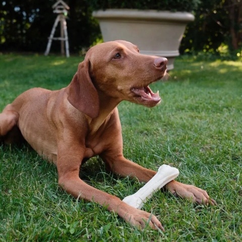 DOG'S LOVE Smart Chew Collagen Maxi - gryzaki kolagenowe 2 szt.x65g