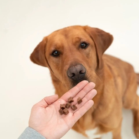 DOG'S LOVE Training Treats Hirsch 150 g – miękkie przysmaki treningowe z jeleniem i dynią, bez gliceryny