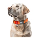 WAUDOG Waterproof obroża wodoodporna dla psa z QR-paszportem, XXL, 40 mm, 46–70 cm, pomarańczowa