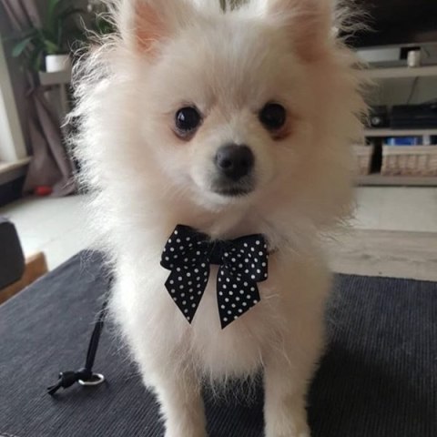 Szelki TRE PONTI Fashion czerwone z kokardką regulowane na plecach Szelki TRE PONTI Fashion czerwone z kokardką regulowane na plecach