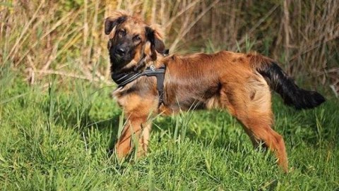 Szelki TRE PONTI Primo PLUS Czarne Szelki TRE PONTI Primo PLUS Czarne