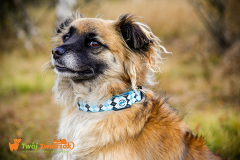 All For Dogs Obroża Led dla psa Diamond All For Dogs Obroża Led dla psa Diamond