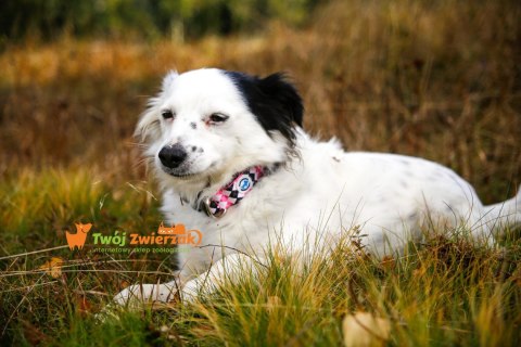 All For Dogs Obroża Led dla psa Diamond All For Dogs Obroża Led dla psa Diamond