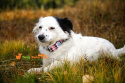 All For Dogs Obroża dla psa LED 30-40 cm S biały