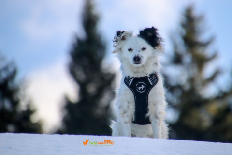 All For Dogs 2X-Sport Szelki dla psa L Czarne All For Dogs 2X-Sport Szelki dla psa L Czarne