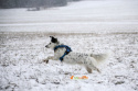 All For Dogs 2X-Sport Szelki dla psa L Niebieskie
