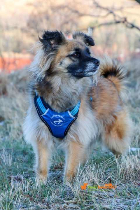 All For Dogs 2X-Sport Szelki dla psa XS Niebieskie All For Dogs 2X-Sport Szelki dla psa XS Niebieskie