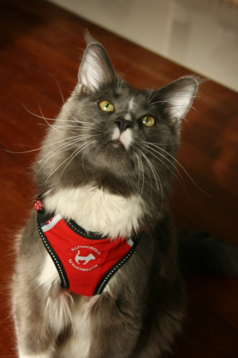 All For Cats Sportowe szelki dla kota XS - czerwone