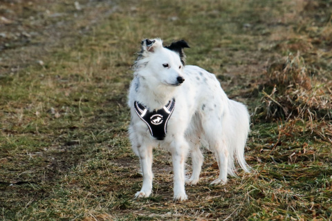 All For Dogs Sportowe szelki dla psa rozm. XS Czarny All For Dogs Sportowe szelki dla psa rozm. XS Czarny