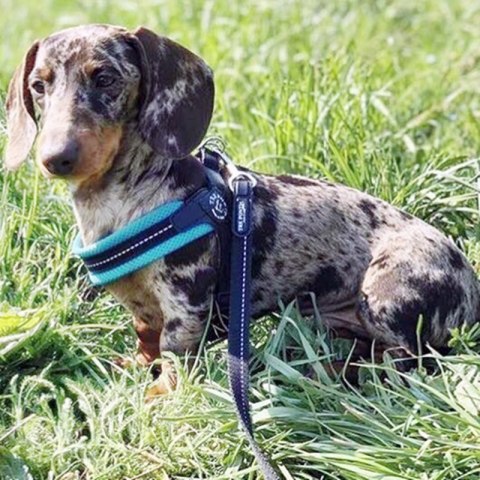 Szelki regulowane pod brzuchem TRE PONTI Mesh Miętowe NOWOŚĆ Szelki regulowane pod brzuchem TRE PONTI Mesh Miętowe NOWOŚĆ
