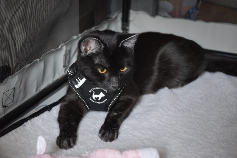 All For Cats Sportowe szelki dla kota XS - czarne