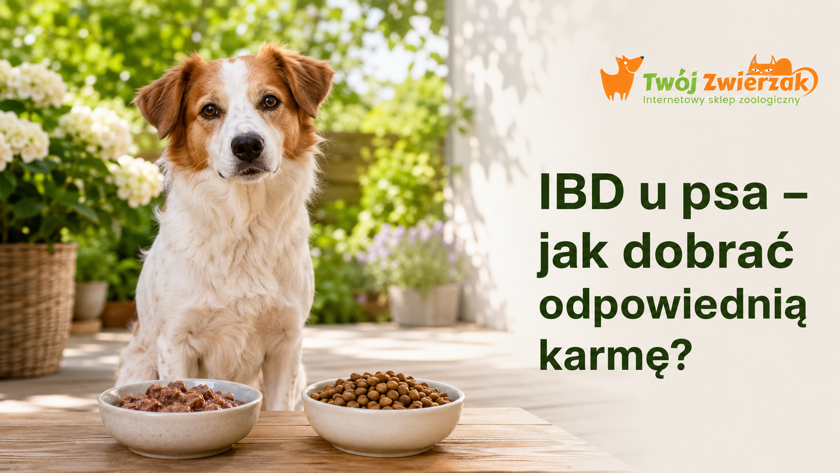 IBD u psa – jaka karma może pomóc przy przewlekłym zapaleniu jelit?