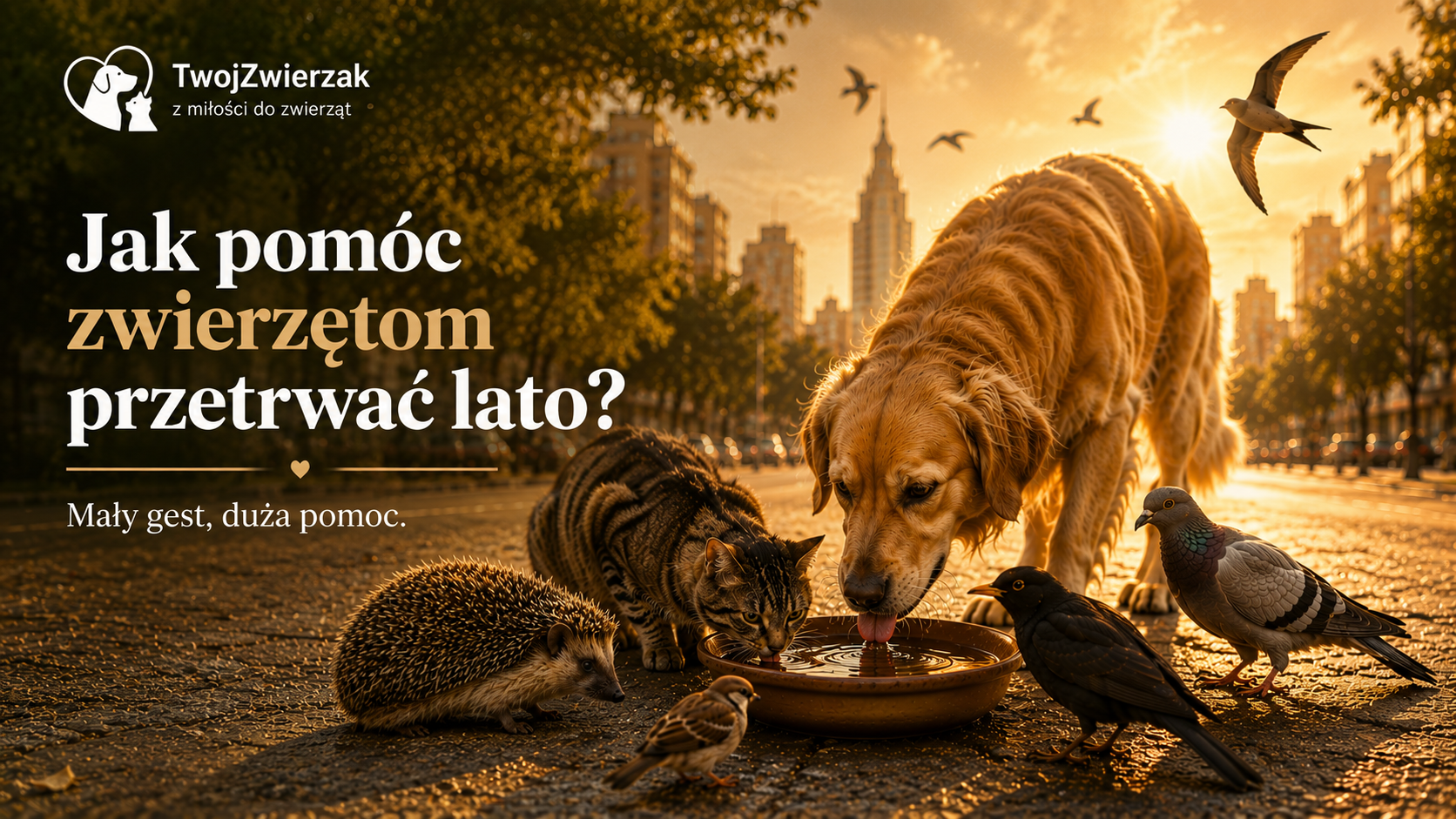 Jak pomóc zwierzętom przetrwać lato? Mały gest, duża pomoc