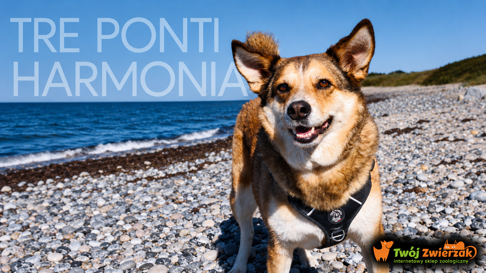 TRE PONTI Harmonia – opinia po spacerach. Czy warto wybrać te szelki dla psa?