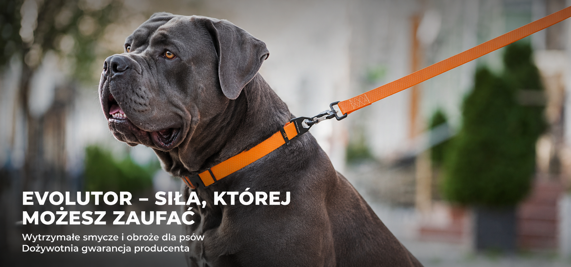 Cane corso w pomarańczowej obroży i na smyczy EVOLUTOR